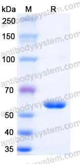 EHM00107, SDS-PAGE