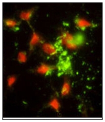 Валидация AssayVector ARM1663(1834)