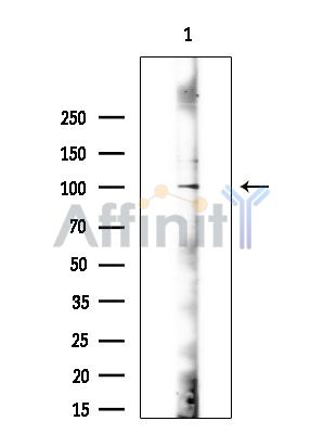 Валидация Affinity AF6520 - 3848