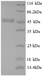 SDS-PAGE
