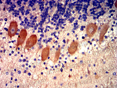 Валидация AntibodySystem RHJ90505