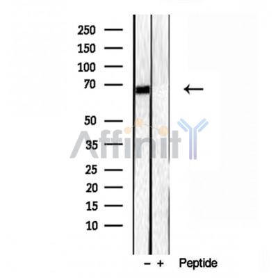 Валидация Affinity DF12057 - 6113