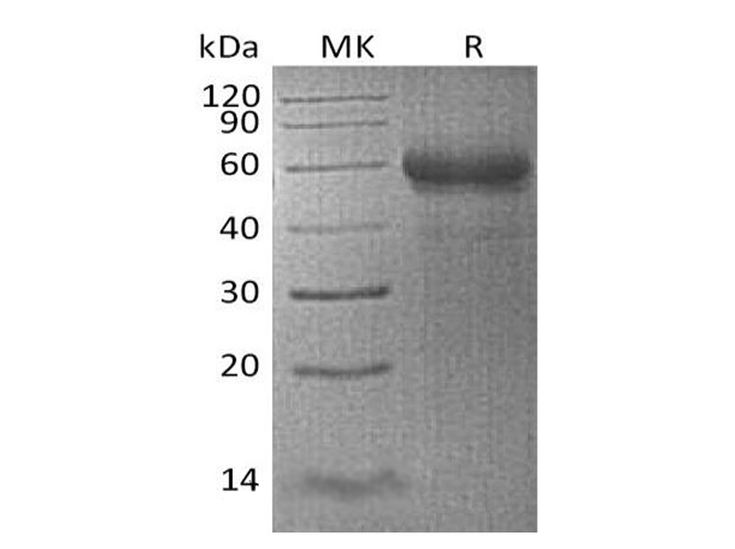 Валидация Elabscience PKSH033572(3867)