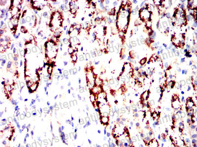 Валидация AntibodySystem RHC33504 (914)