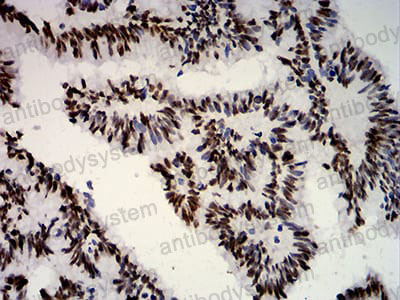 Валидация AntibodySystem RHC03210 (564)