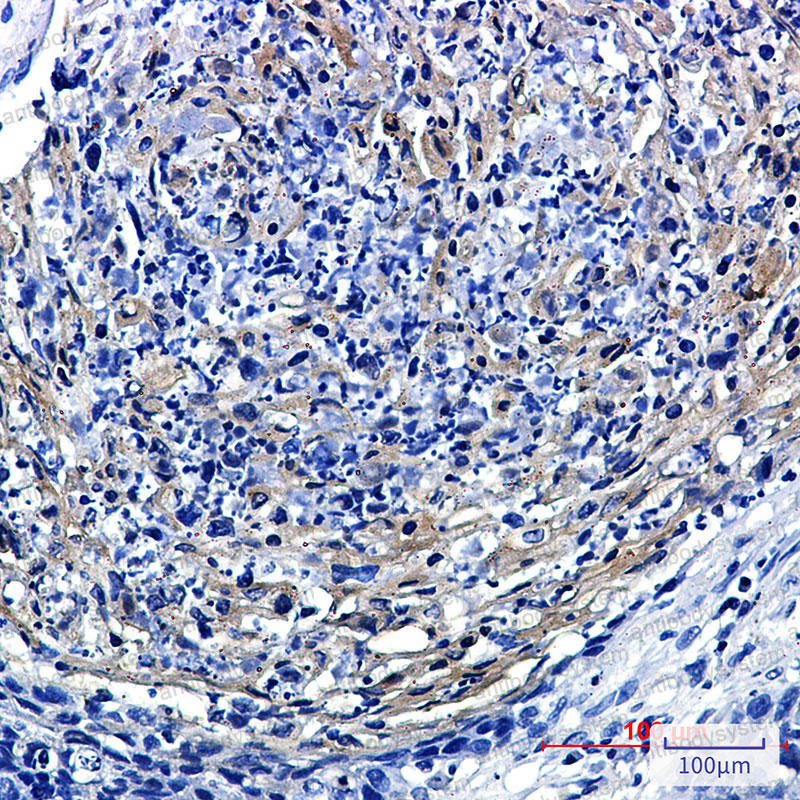 Валидация AntibodySystem RHA97602