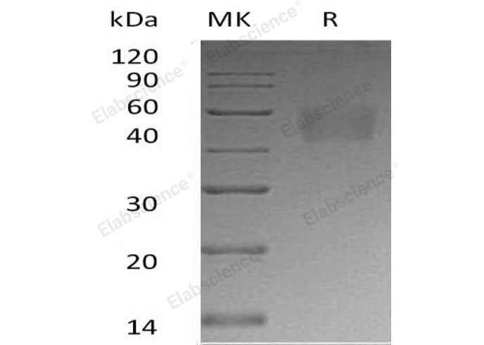 Валидация Elabscience PKSH032789(3208)