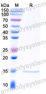 Валидация SDS-PAGE - AntibodySystem RXX00915