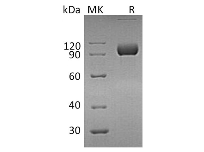 Валидация Elabscience PKSH032385(2869)