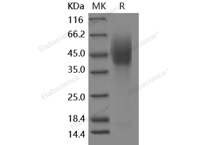 Валидация Elabscience PKSH030488(1405)