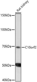 Валидация Elabscience E-AB-68367