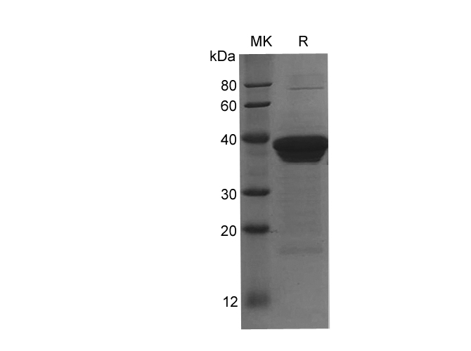 Валидация Elabscience PDEH100765(209)