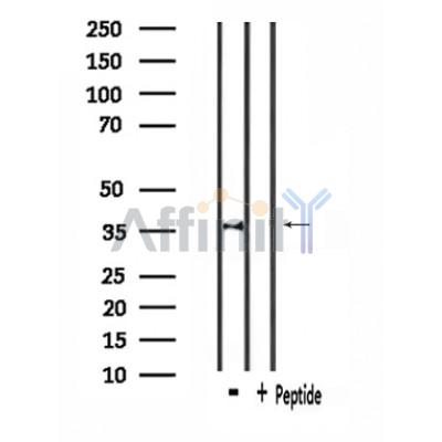 Валидация Affinity DF4613 - 16237
