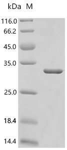 SDS-PAGE
