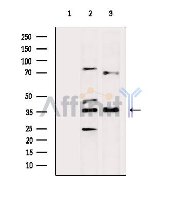 Валидация Affinity DF15053 - 11275