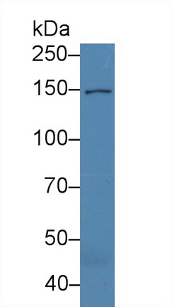 9455