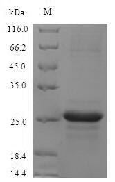 SDS-PAGE