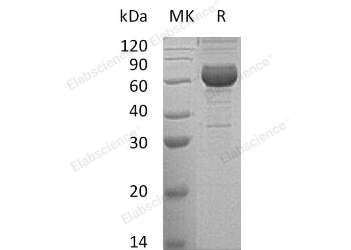 Валидация Elabscience PKSH032783(3203)