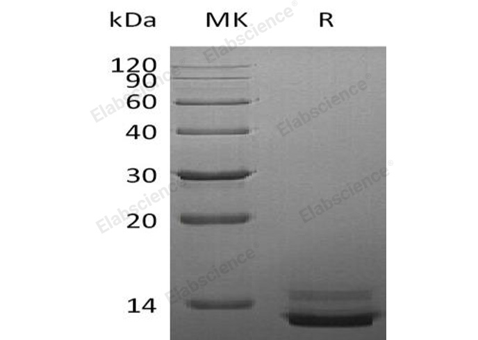 Валидация Elabscience PKSH032851(3262)