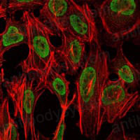 Валидация IF - AntibodySystem RHB22004