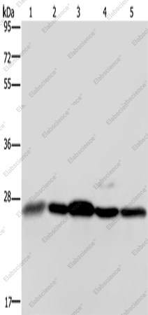 Вестерн-блоттинг, HMGB1, ткань гепатоцеллюлярной карциномы человека, клетки HeLa, Jurkat, 293T и ткань инфильтративной протоковой карциномы молочной железы