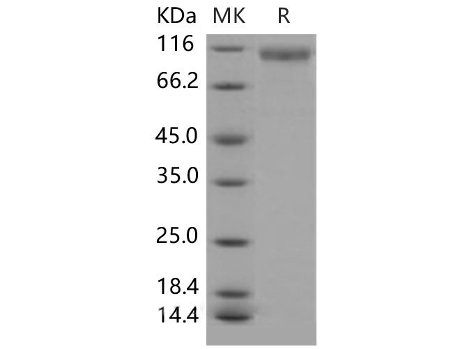 Валидация Elabscience PKSM040525(4516)