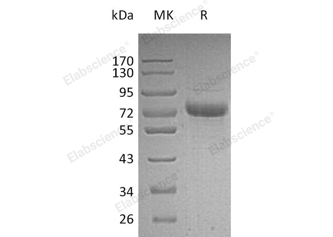 Валидация Elabscience PKSH033218(3562)