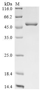 SDS-PAGE