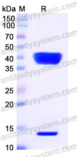 EHB91605, SDS-PAGE
