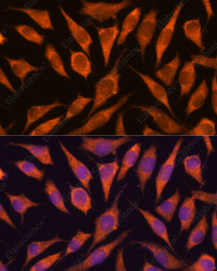 Иммунофлуоресценция, RPAP3, клетки L929