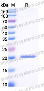 YHB93002, SDS-PAGE