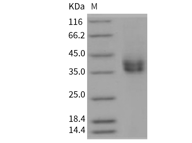 Валидация Elabscience PKSR030405(5741)