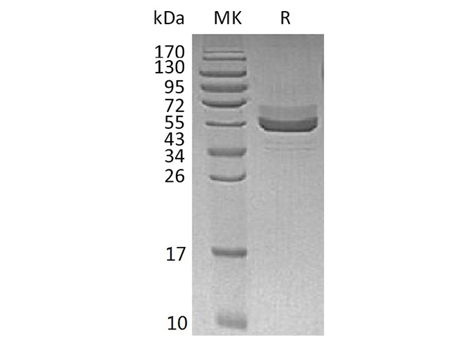Валидация Elabscience PKSH033510(3814)