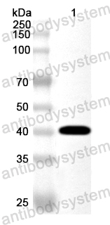 Валидация AntibodySystem PHA36601