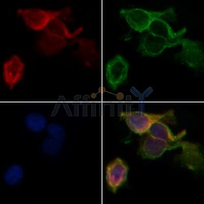 Валидация Affinity AF5337 - 2922