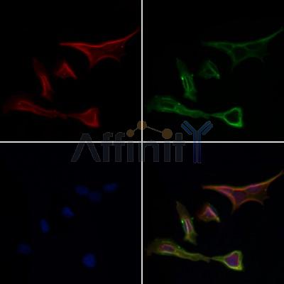 Валидация Affinity AF4200 - 2173