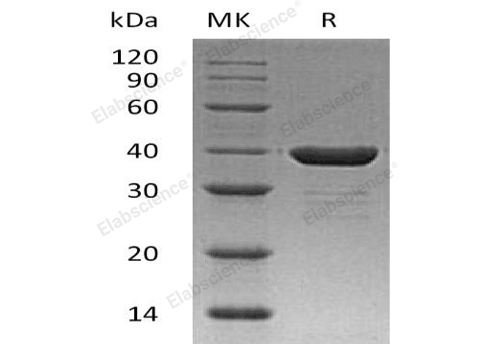 Валидация Elabscience PKSH032165(2691)