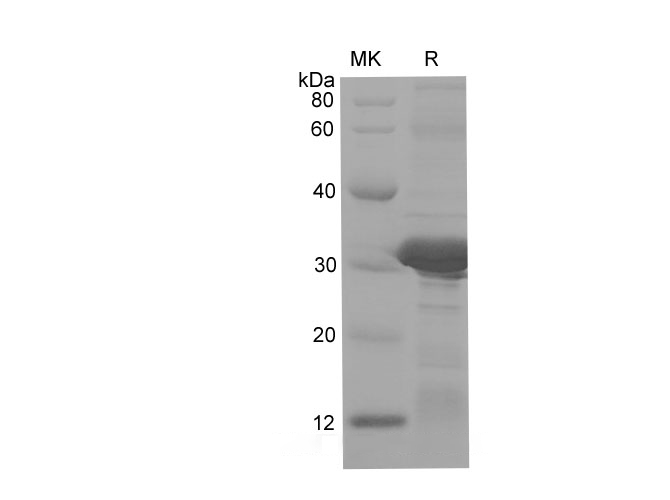 Валидация Elabscience PDEH100704(179)
