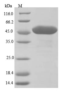 SDS-PAGE