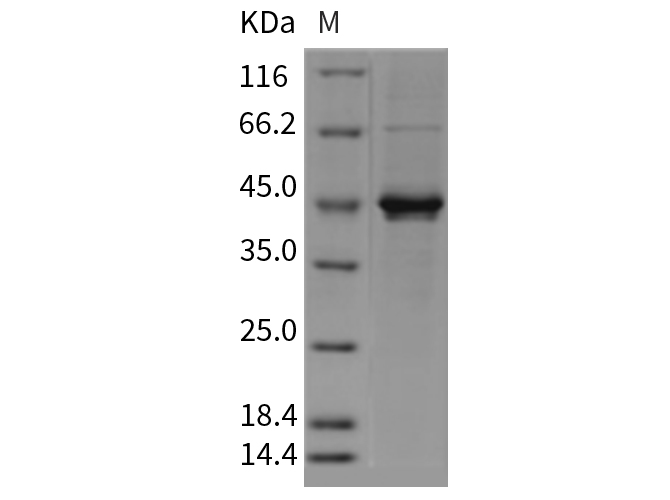 Валидация Elabscience PKSR030352(5693)