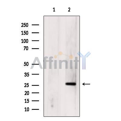 Валидация Affinity DF8731 - 20746