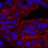 Валидация Elabscience E-AB-22032