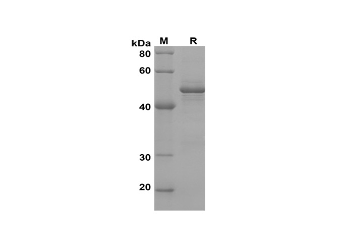 Валидация Elabscience PDEH100616(128)