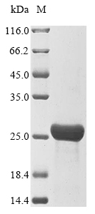 SDS-PAGE