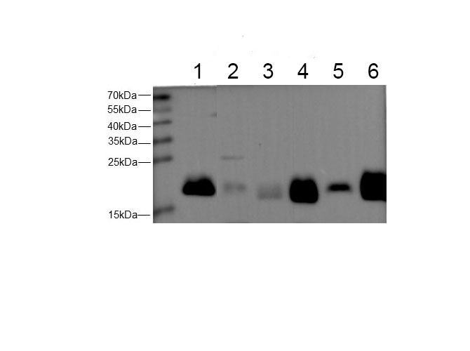 Вестерн-блоттинг, Ferritin Heavy, клетки HeLa и ткани мыши и крысы