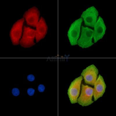 Валидация Affinity DF9188 - 21563