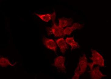 Валидация AssayVector ARM2570(4649)