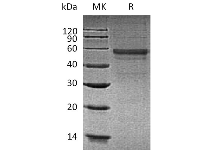Валидация Elabscience PKSH033669(3952)