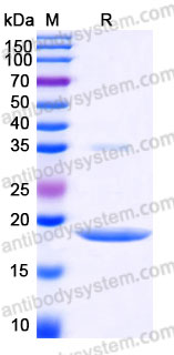 AHC38204, SDS-PAGE