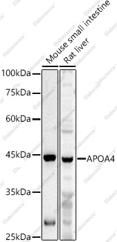 Вестерн-блоттинг, APOA4, различные клеточные линии